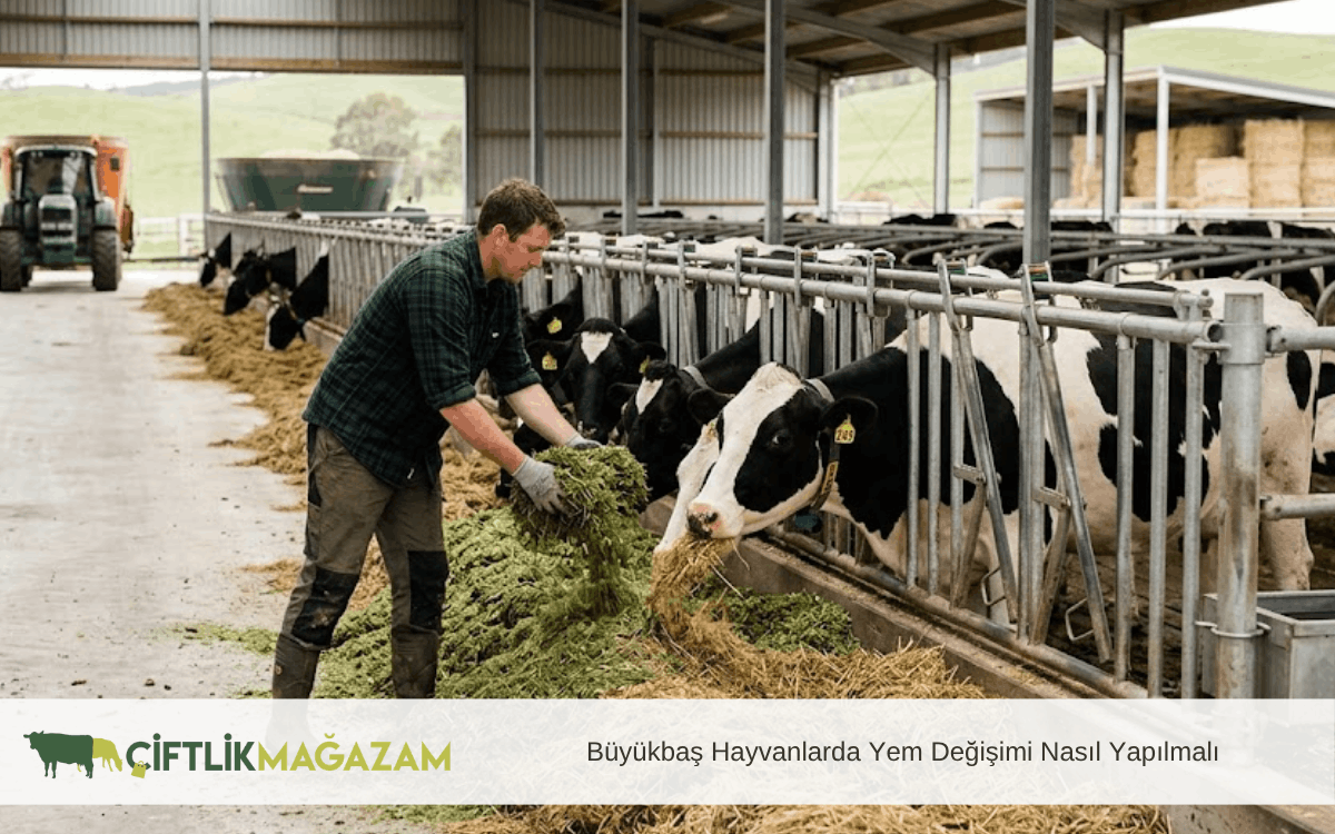 büyükbaş hayvanlarda yem değişimi nasıl yapılmalı