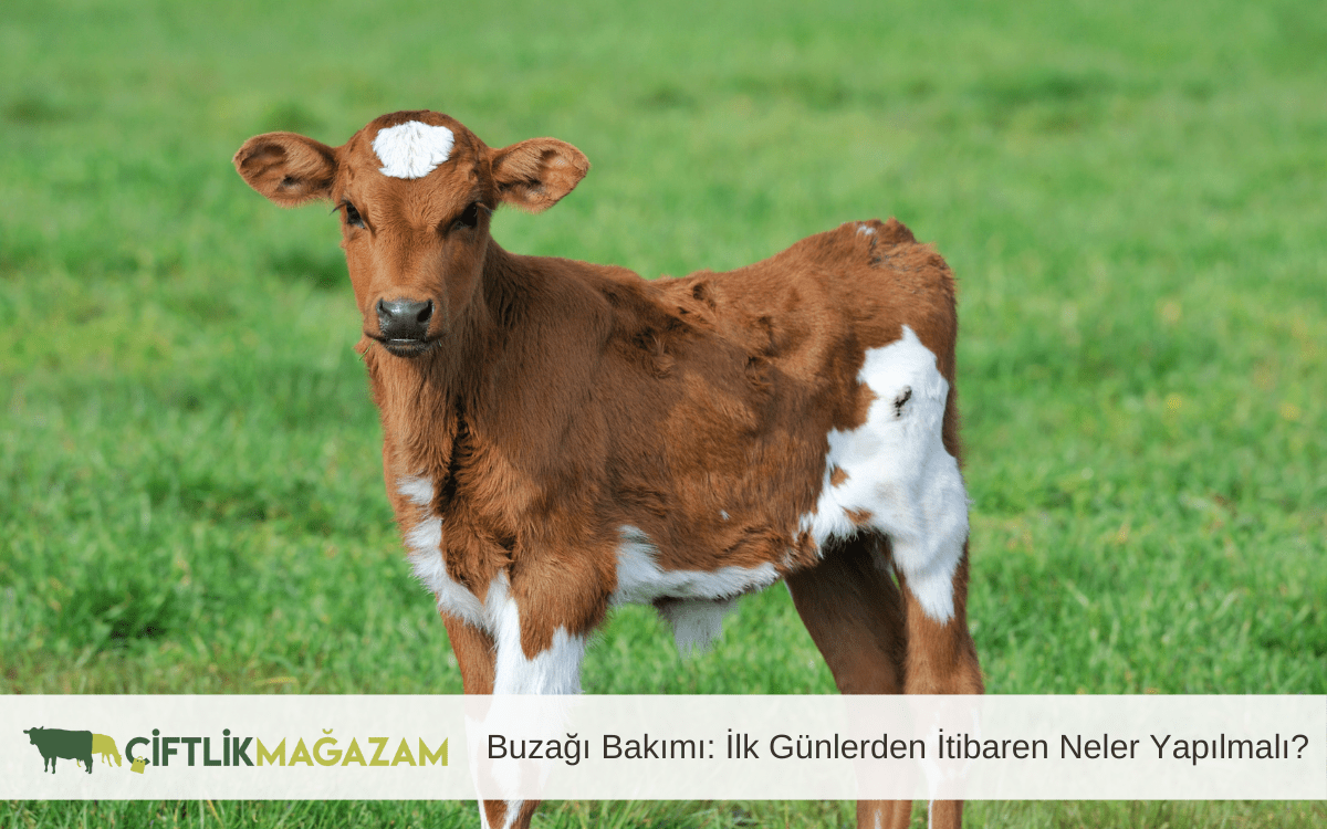 buzağı bakımı