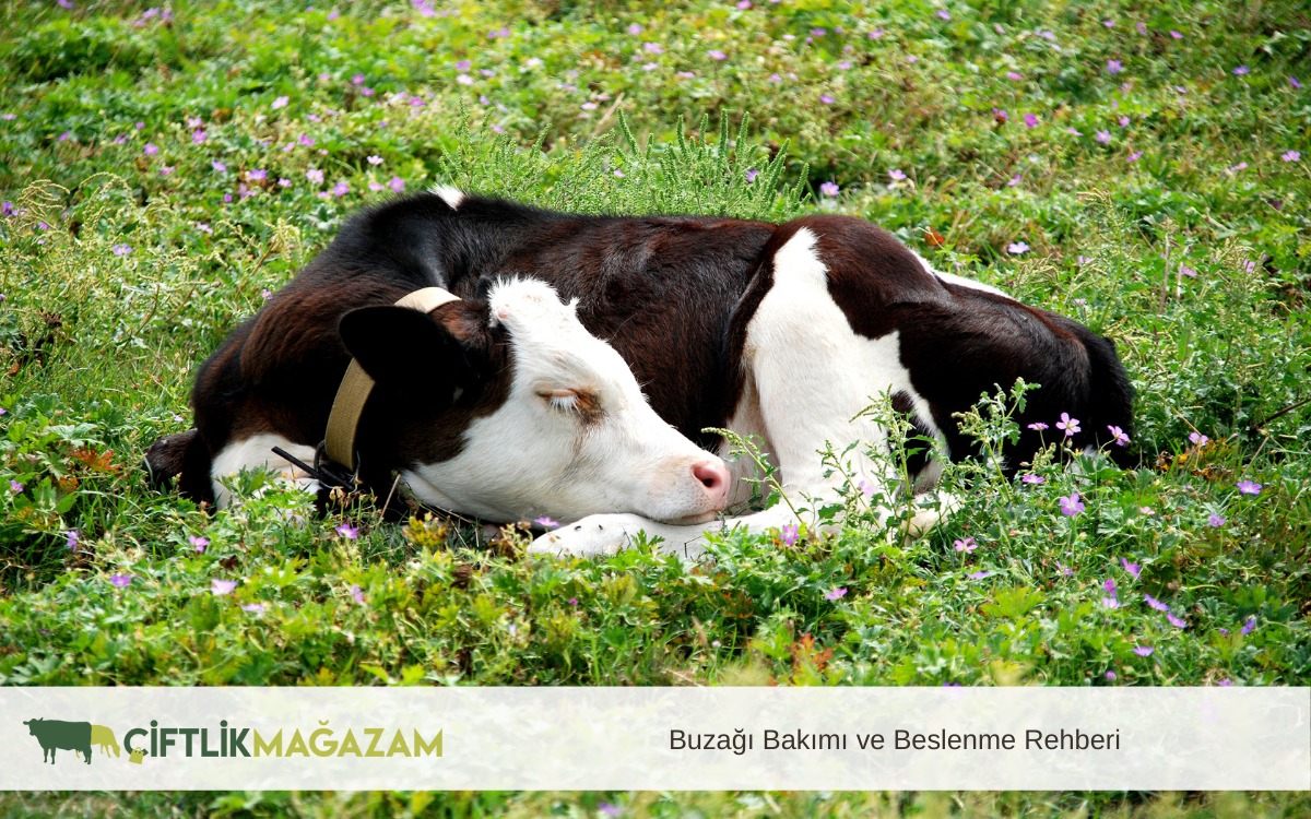 buzağı bakımı ve beslenme