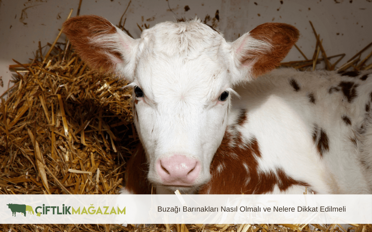 buzağı barınakları nasıl olmalı