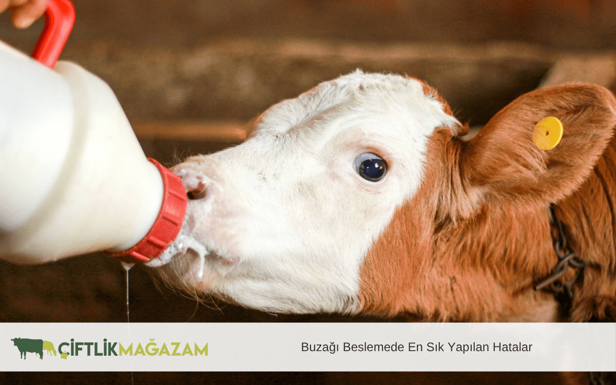 buzağı beslemede en sık yapılan hatalar