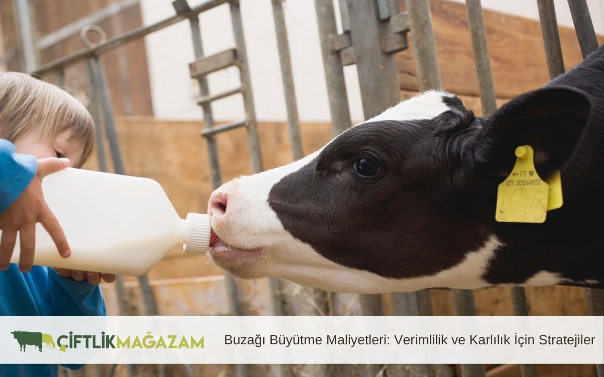 buzağı büyütme maliyetleri