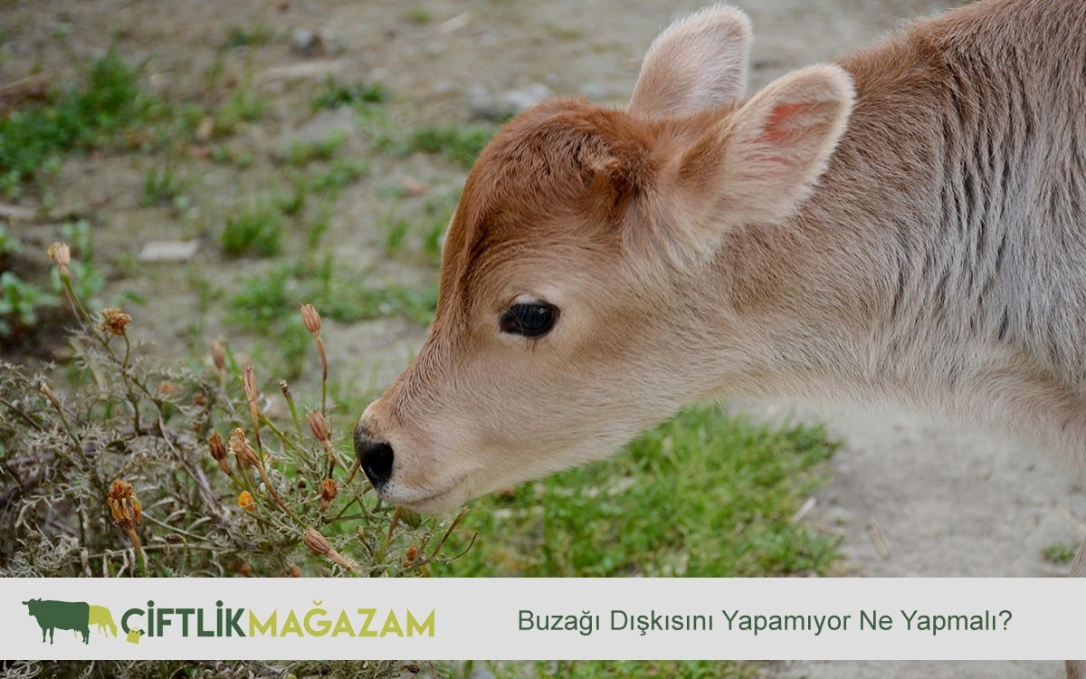 buzağı dışkısı
