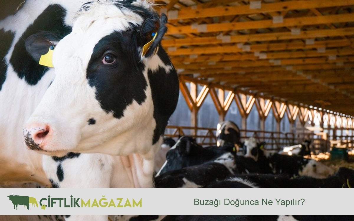 buzağı doğunca