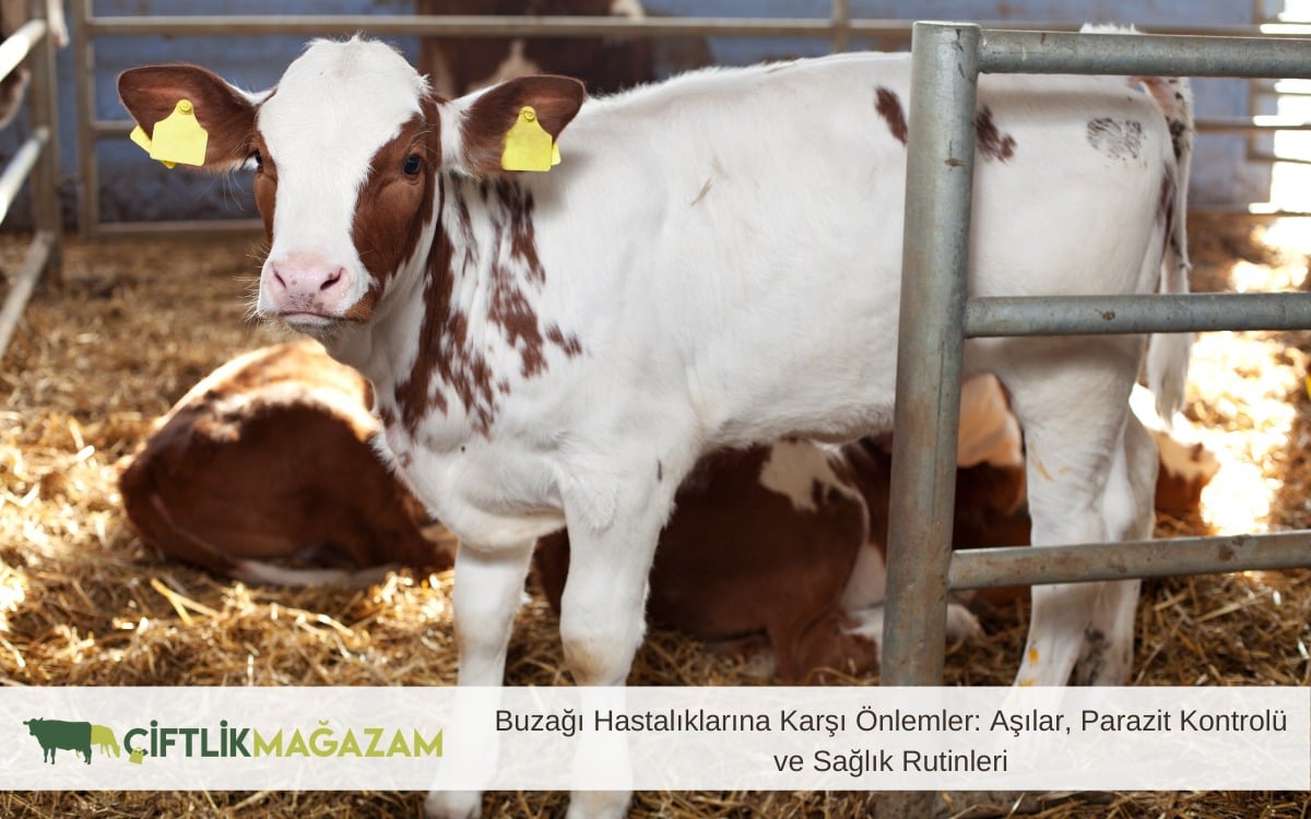 buzağı hastalıklarına karşı önlemler