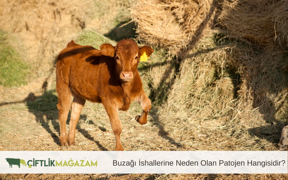 buzağı ishallerine neden olan patojen