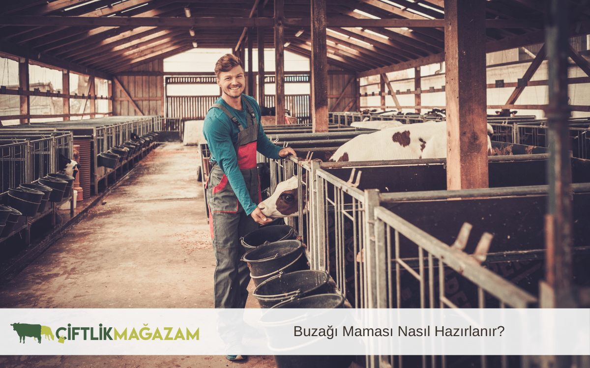 buzağı maması