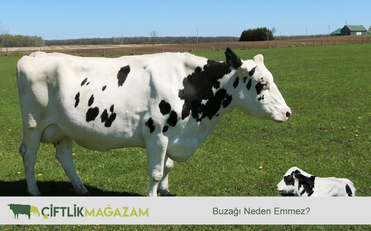 buzağı neden emmez