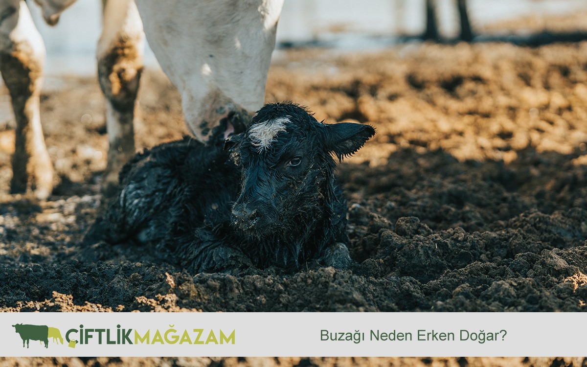 buzağı neden erken doğar