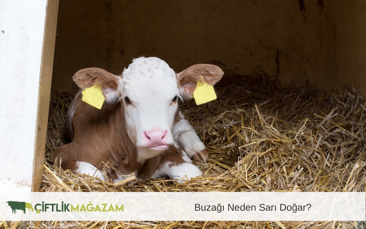 buzağı