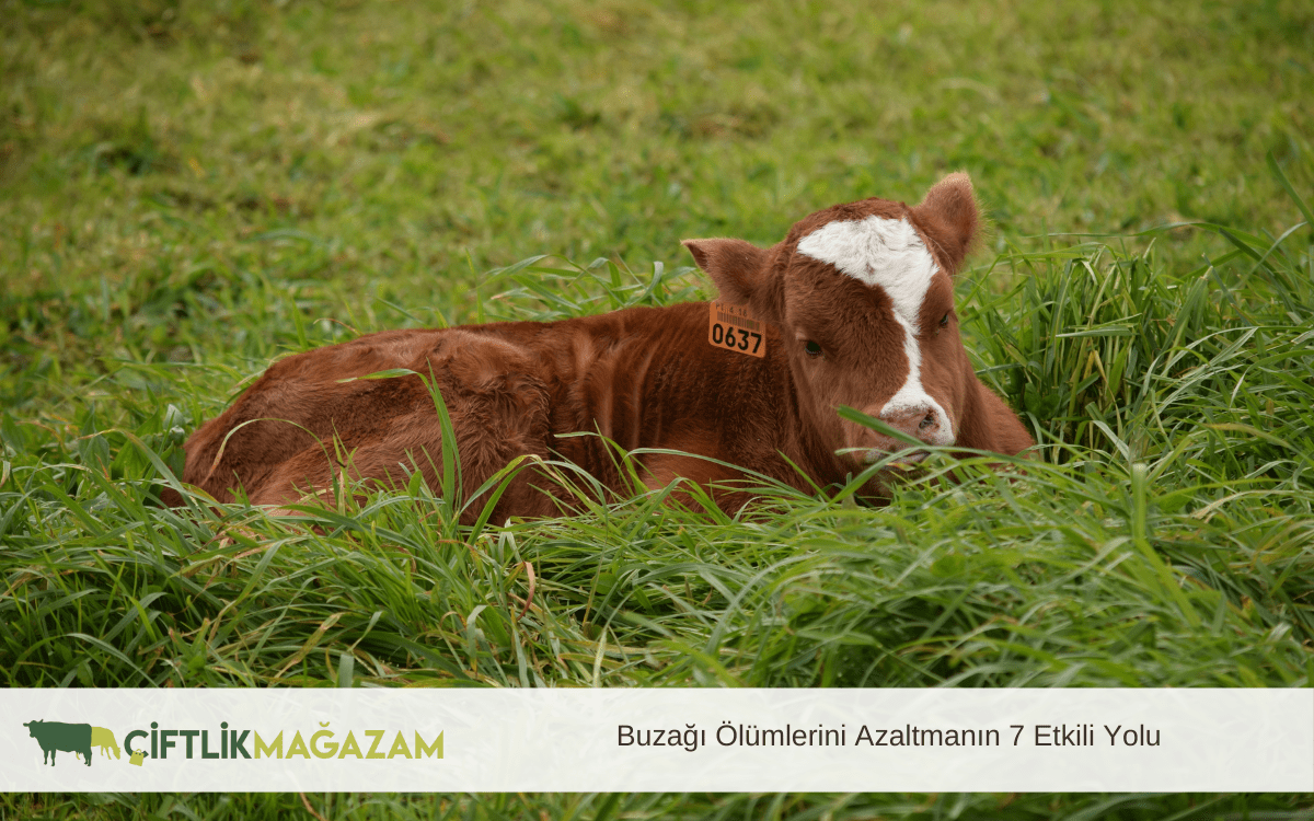buzağı ölümlerini azaltmanın 7 etkili yolu
