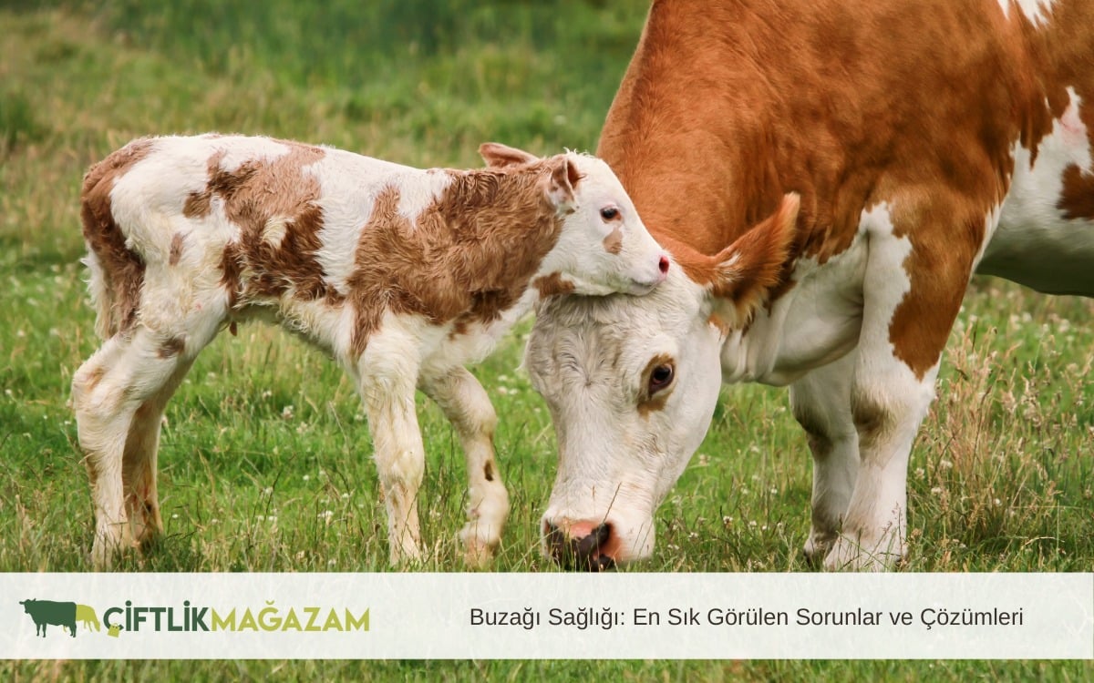 buzağı sağlığı