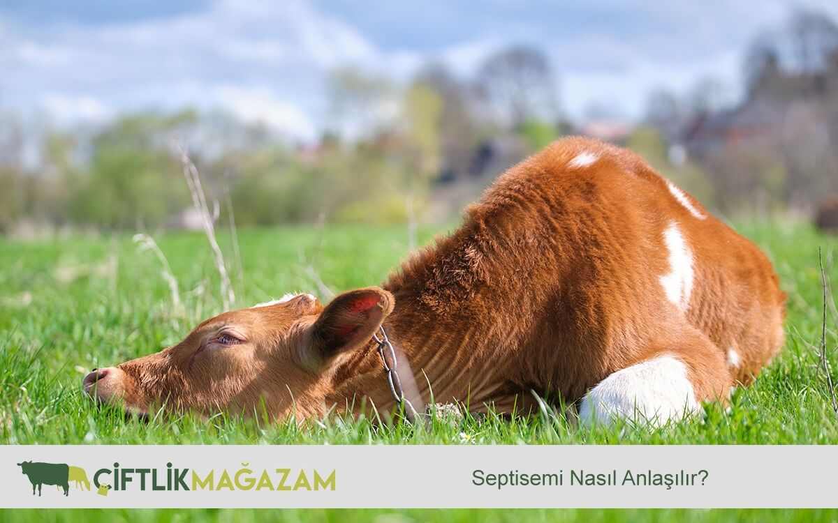 buzağı septisemisi