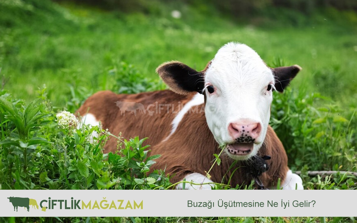 buzağı