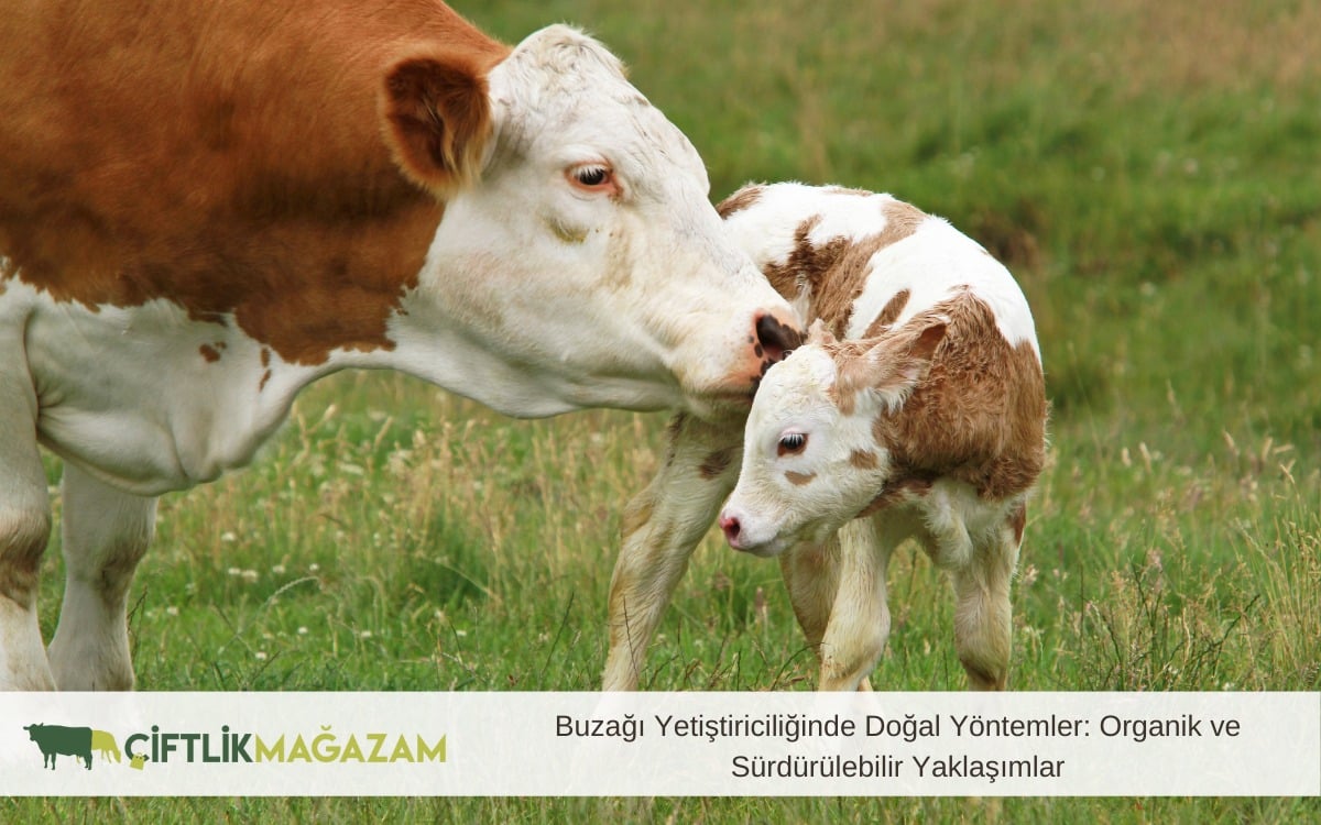 buzağı yetiştiriciliği