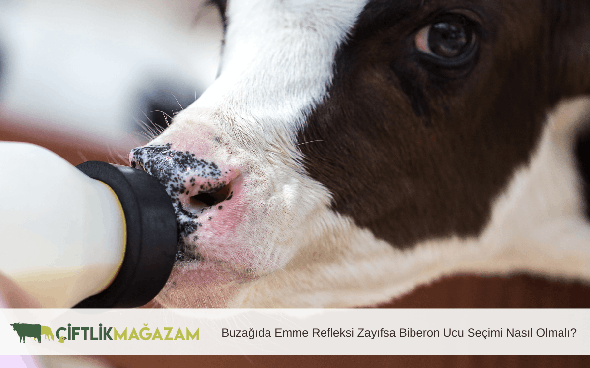 buzağıda emme refleksi zayıfsa biberon ucu seçimi nasıl olmalı