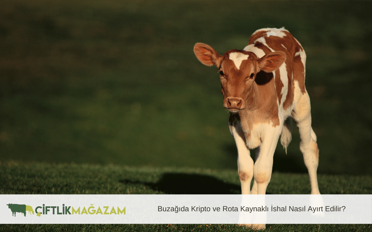 buzağıda kripto ve rota kaynaklı ishal nasıl ayırt edilir