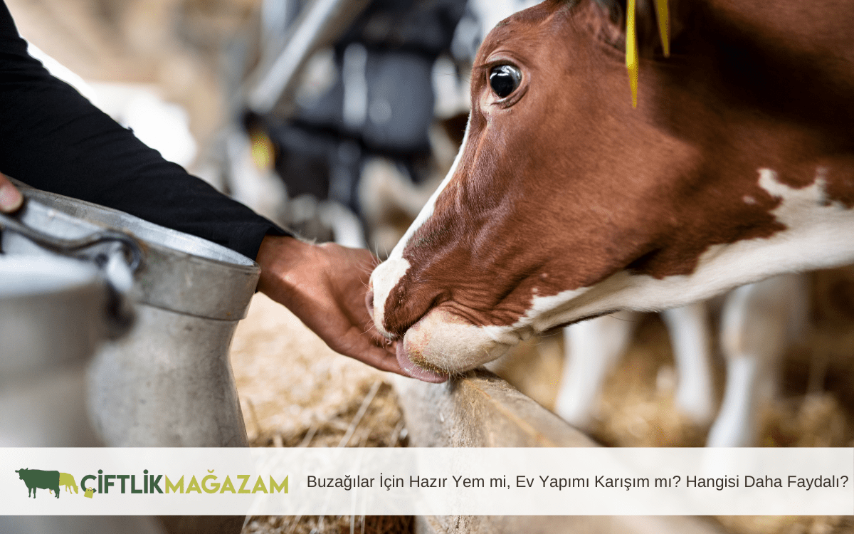 buzağılar için hazır yem mi  ev yapımı karışım mı