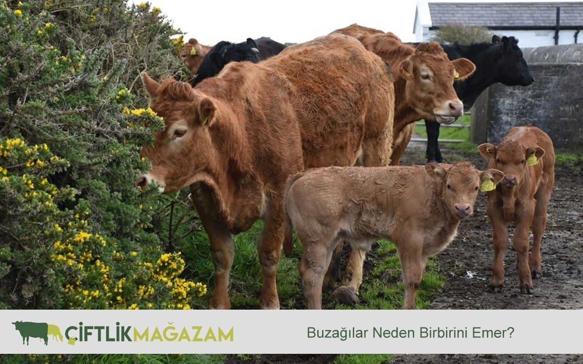 buzağılar neden birbirini emer