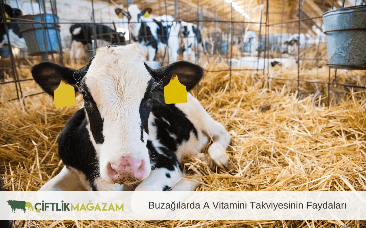 buzağılarda a vitamini