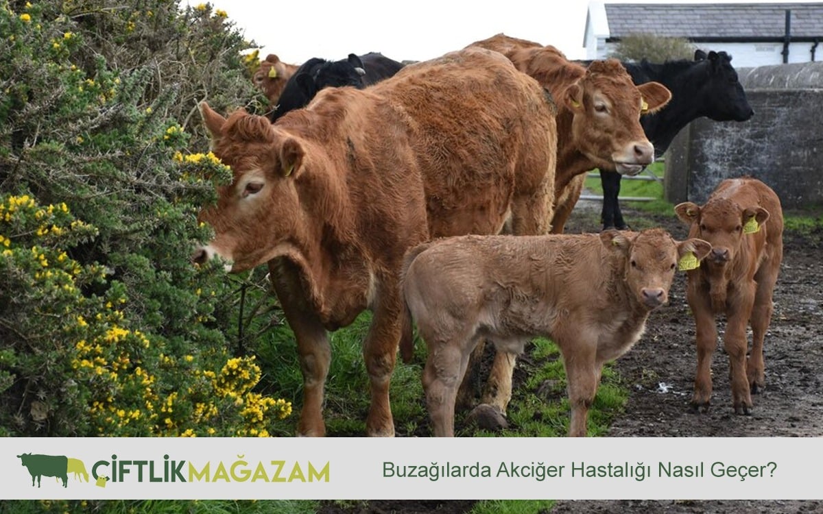 buzağı