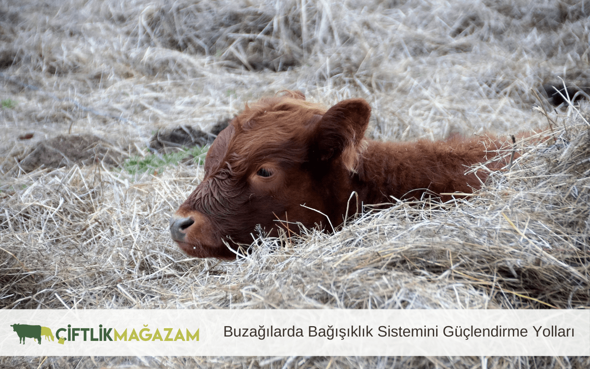 buzağılarda bağışıklık sistemini güçlendirme