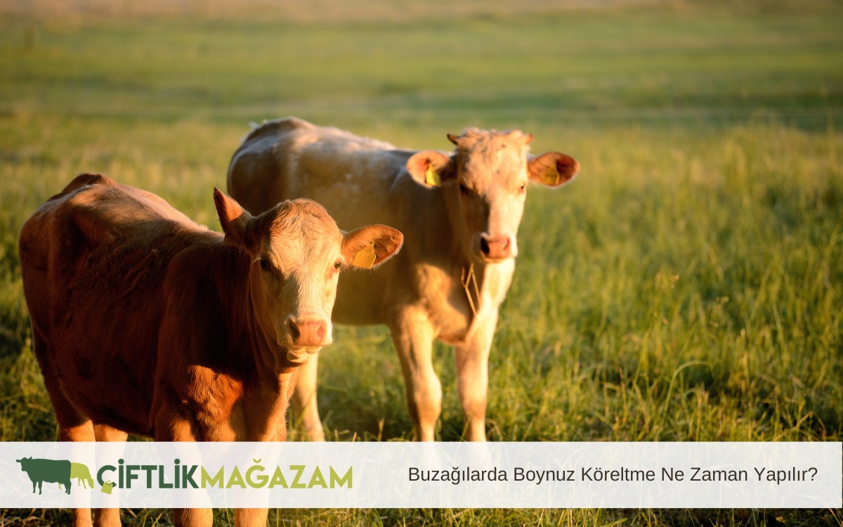 buzağılarda boynuz köreltme