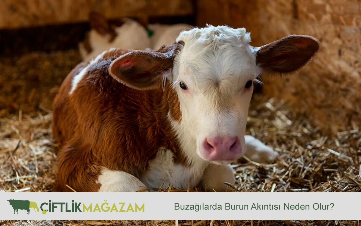 buzağı