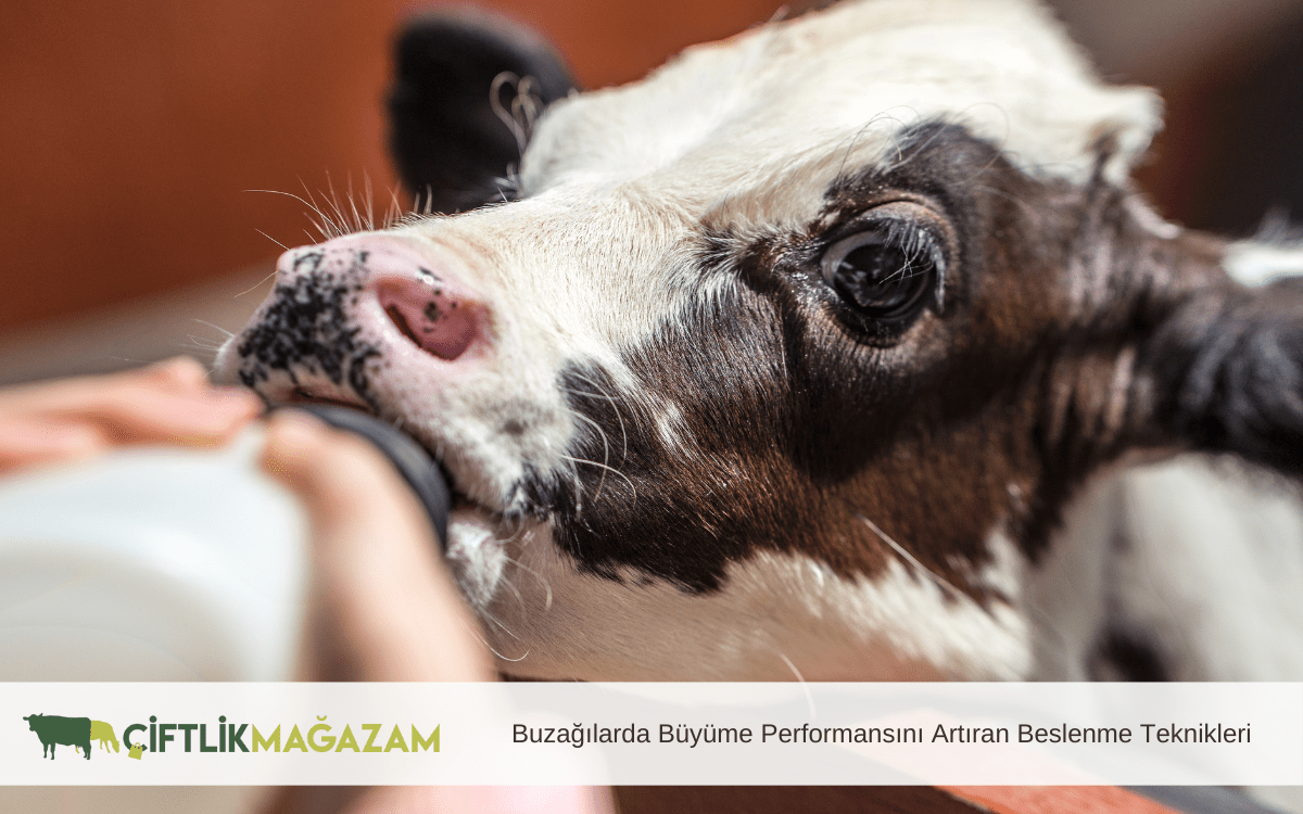 buzağılarda büyüme performansını artıran beslenme teknikleri