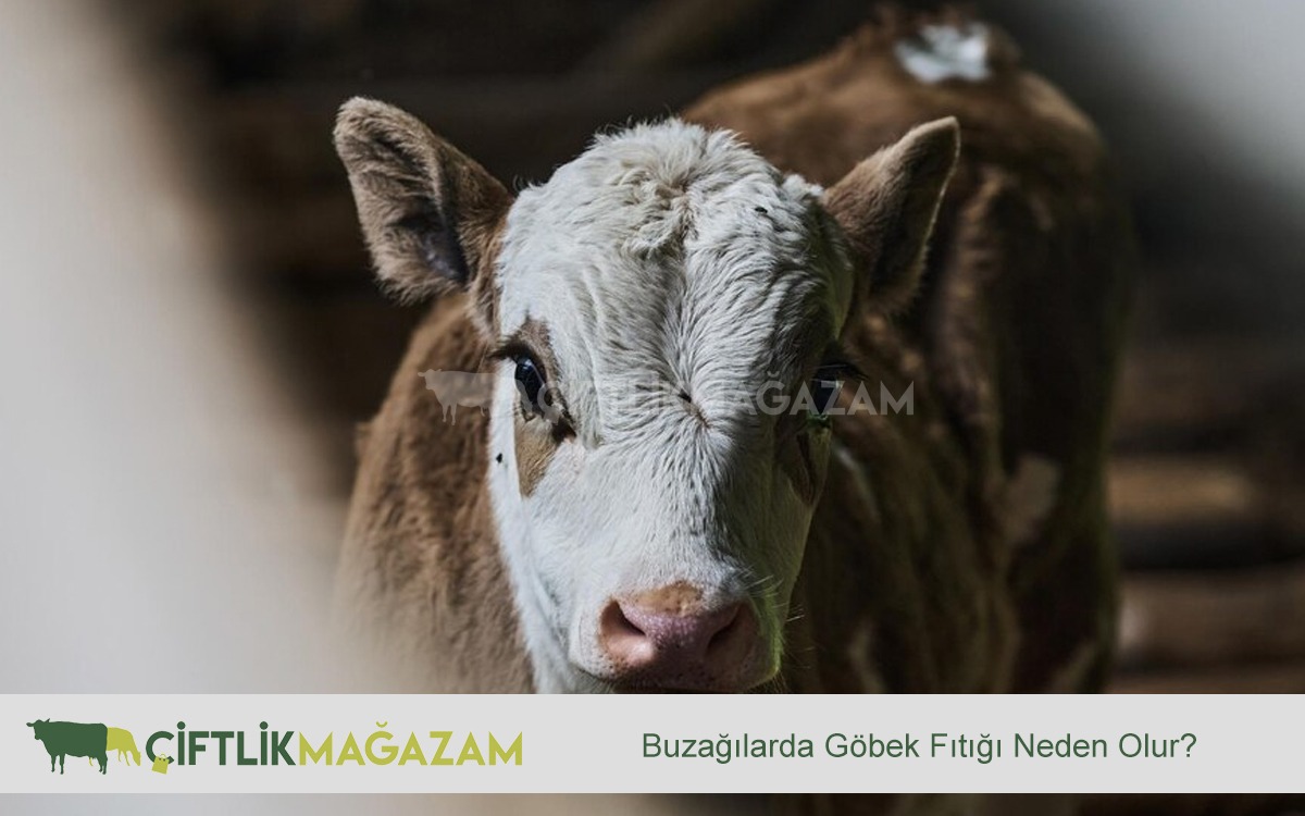 buzağılarda göbek fıtığı