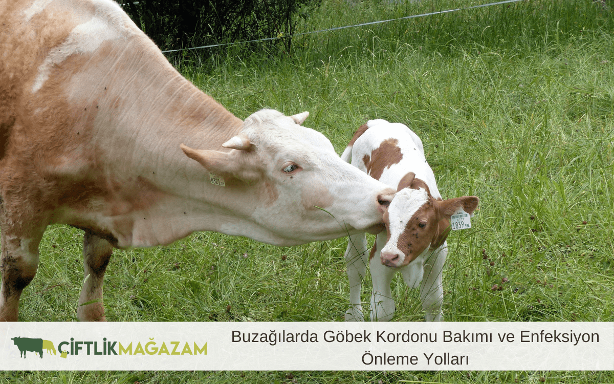 buzağılarda göbek kordonu bakımı