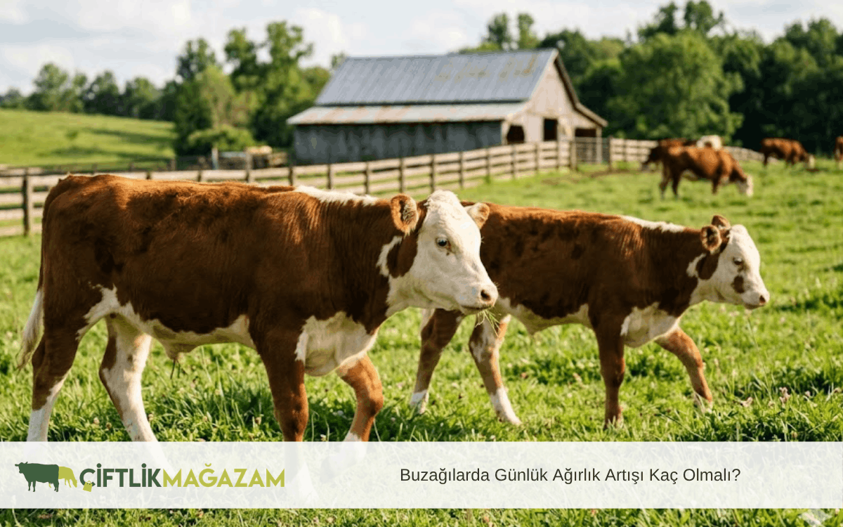buzağılarda günlük ağırlık artışı kaç olmalı