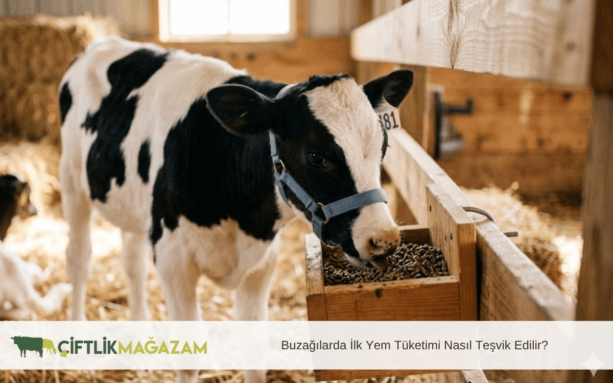 buzağılarda ilk yem tüketimi nasıl teşvik edilir