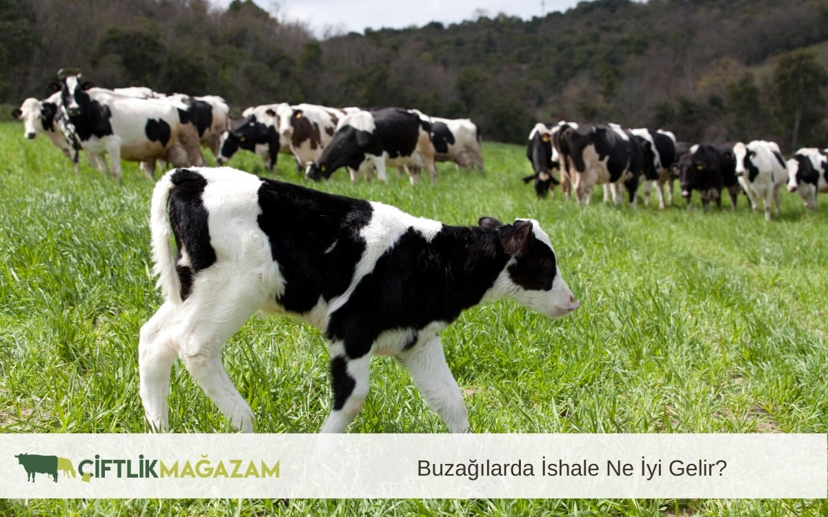 buzağılarda ishal