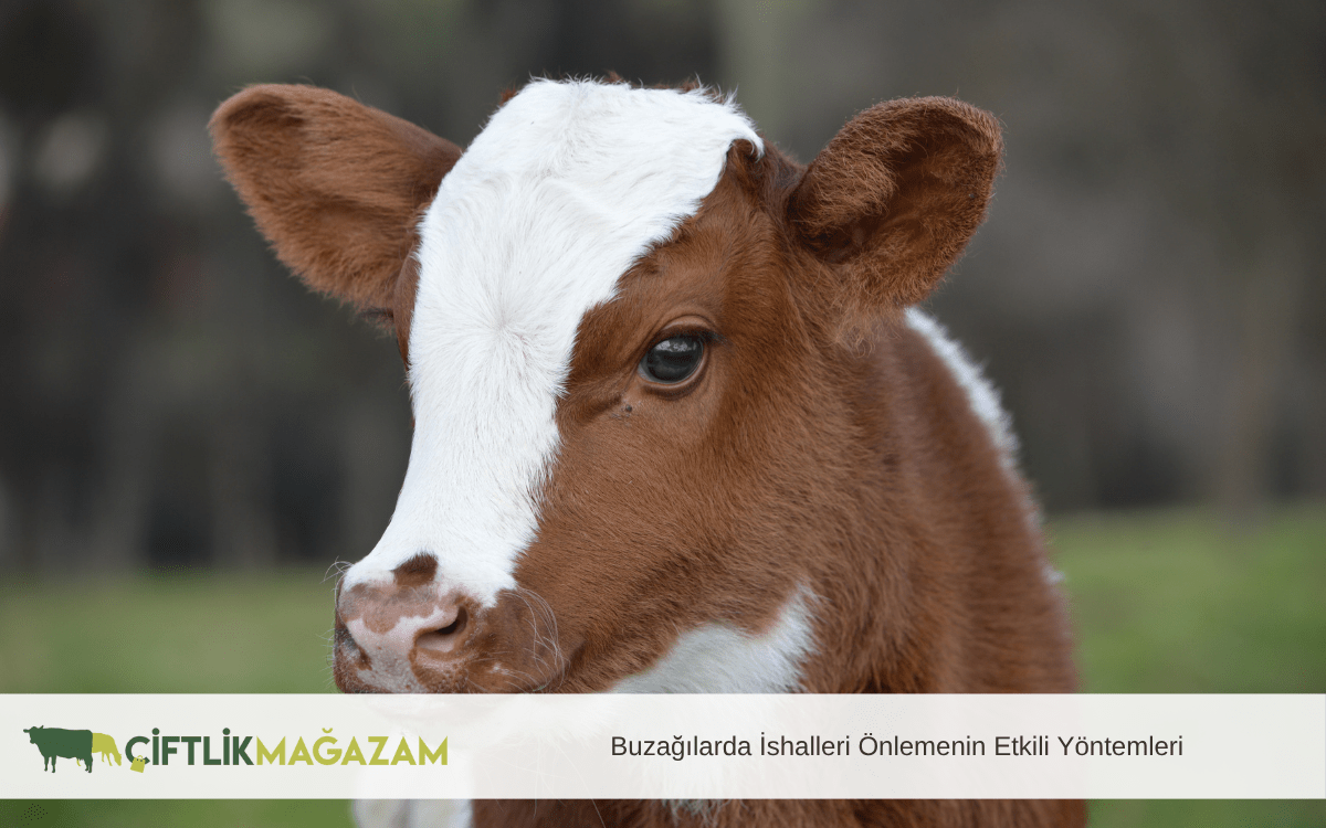 buzağılarda ishalleri önlemenin etkili yöntemleri