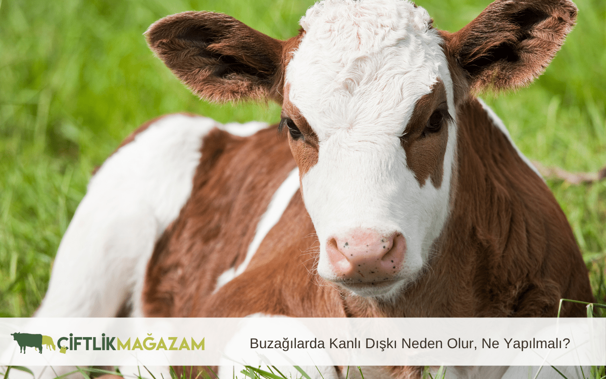 buzağılarda kanlı dışkı neden olur
