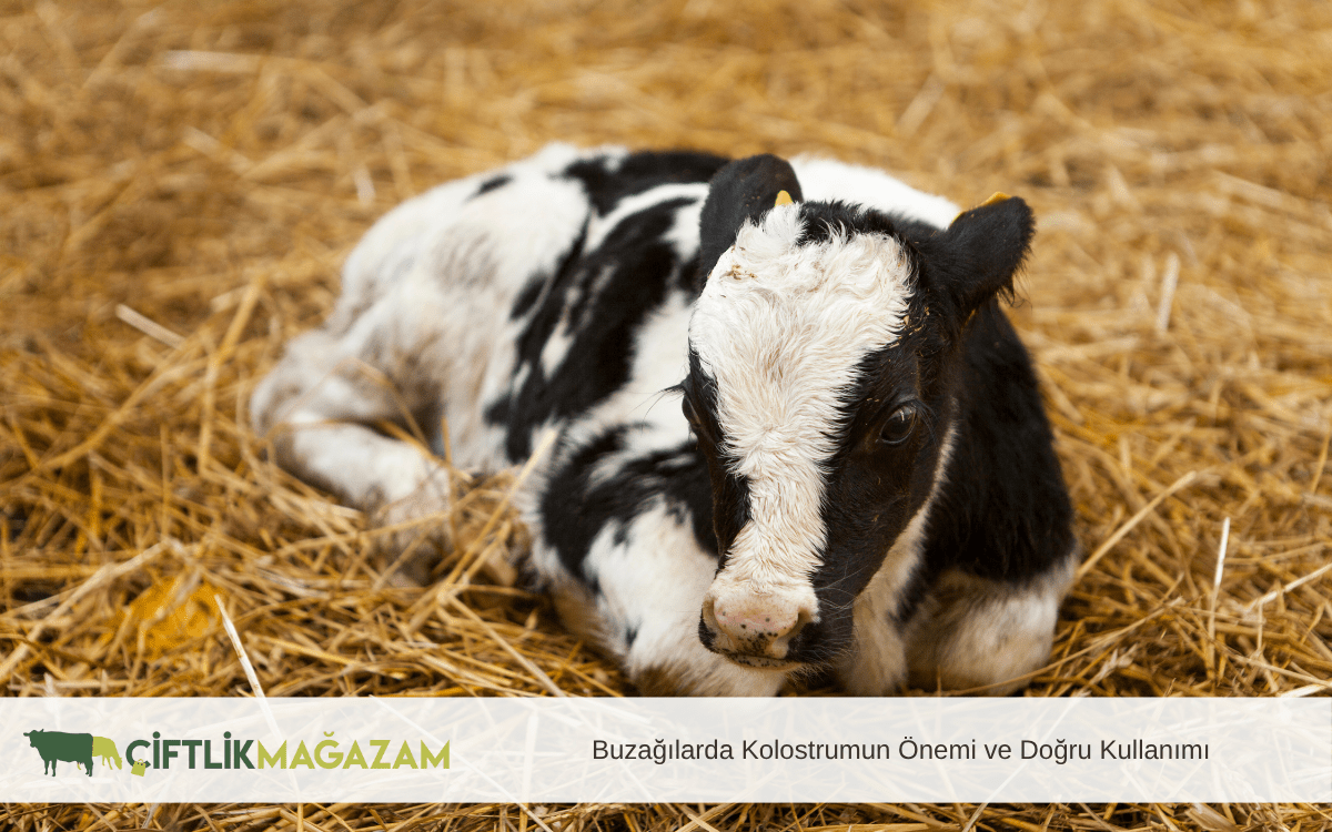 buzağılarda kolostrumun önemi ve doğru kullanımı