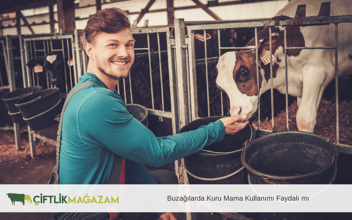 buzağılarda kuru mama kullanımı