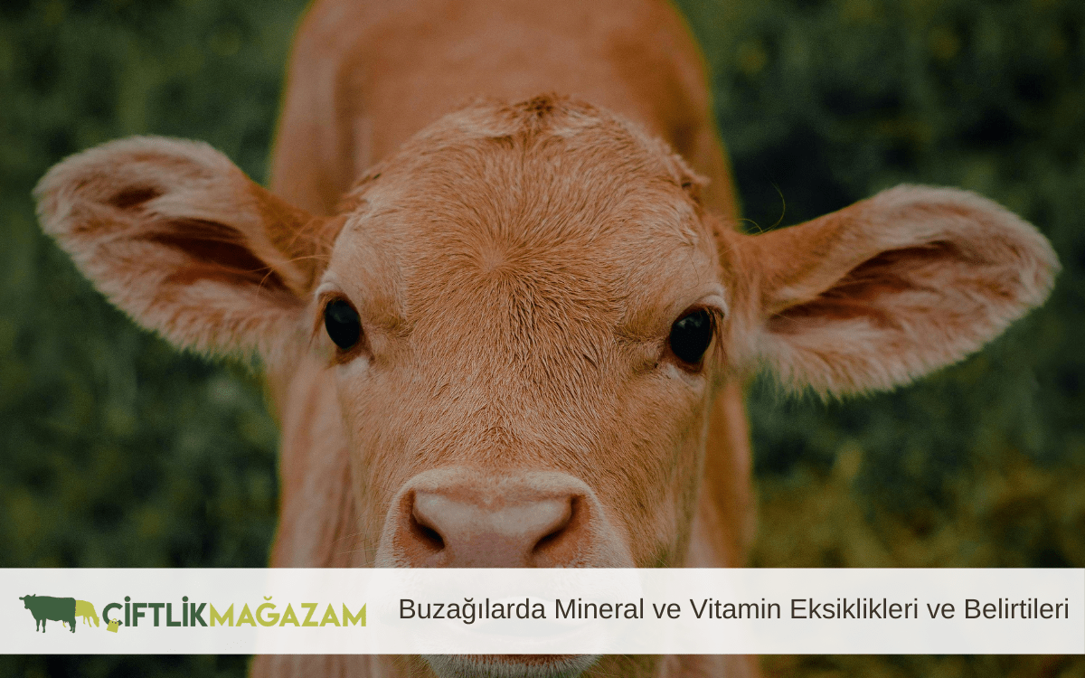 buzağılarda mineral ve vitamin eksiklikleri