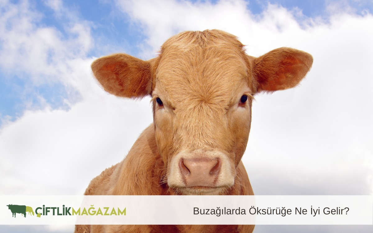 buzağı