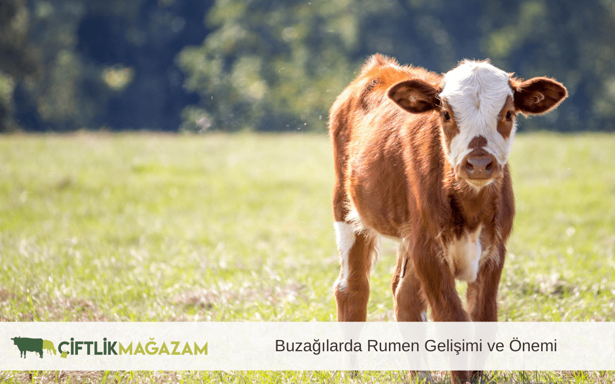 Buzağılarda Rumen Gelişimi ve Önemi