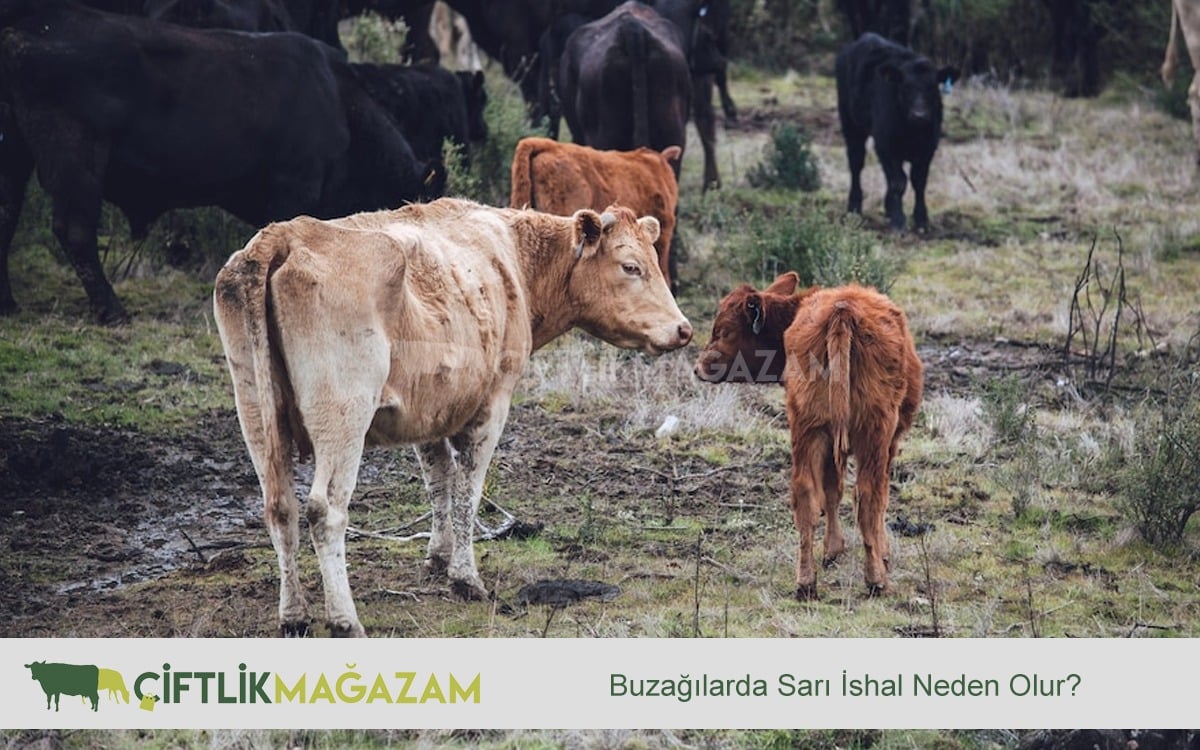 buzağılarda sarı ishal