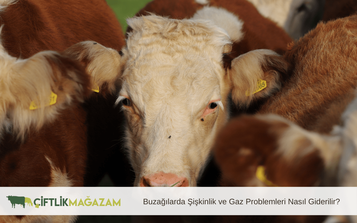 buzağılarda şişkinlik ve gaz problemi