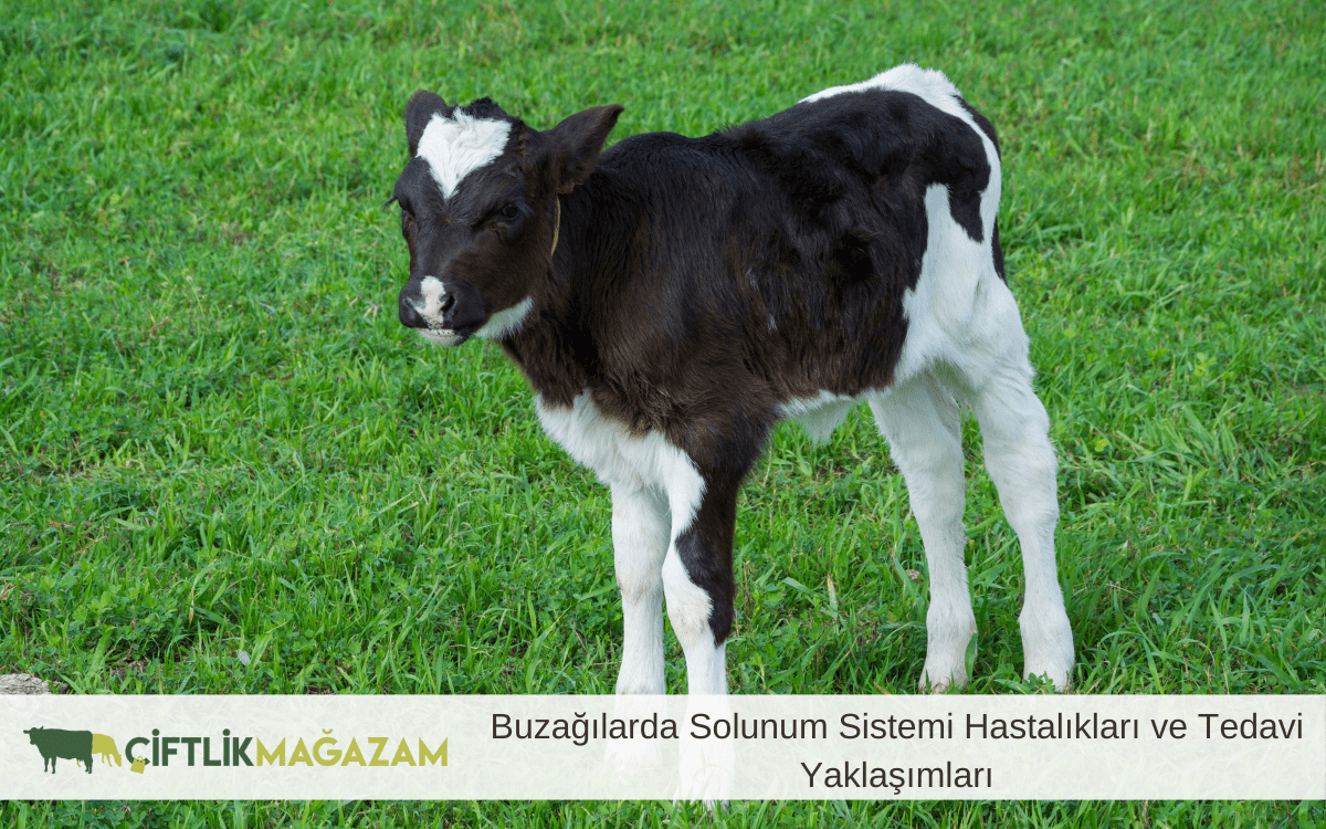 buzağılarda solunum sistemi hastalıkları