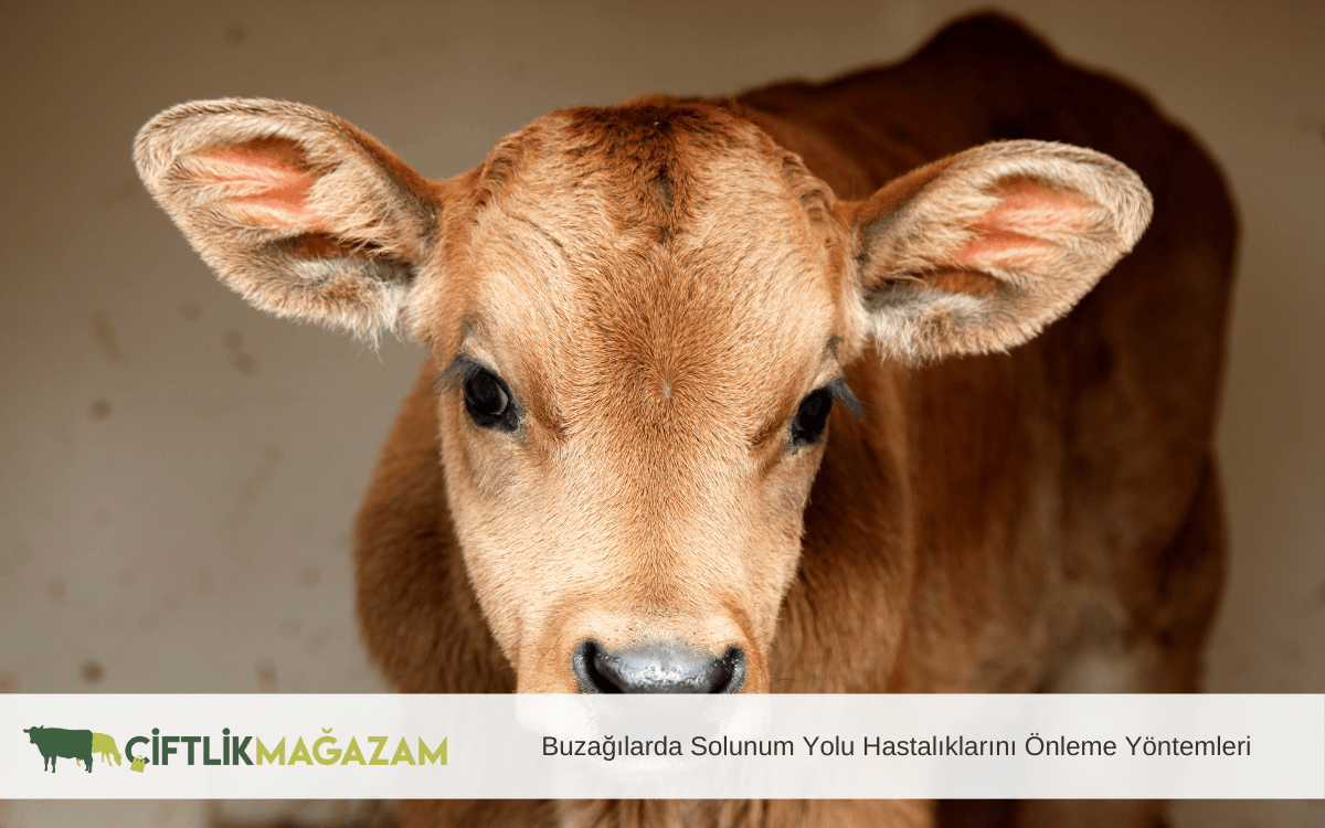 buzağılarda solunum yolu hastalıkları