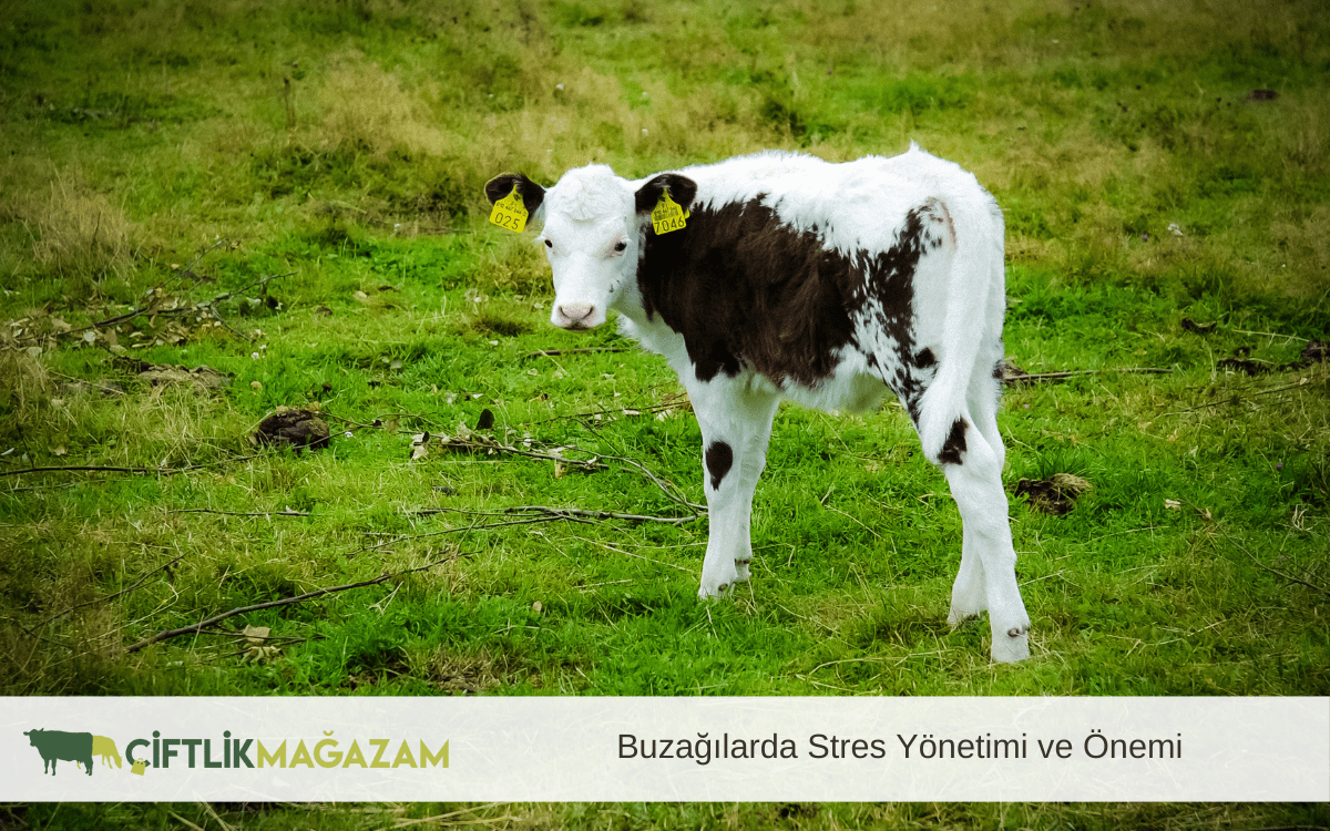 buzağılarda stres yönetimi