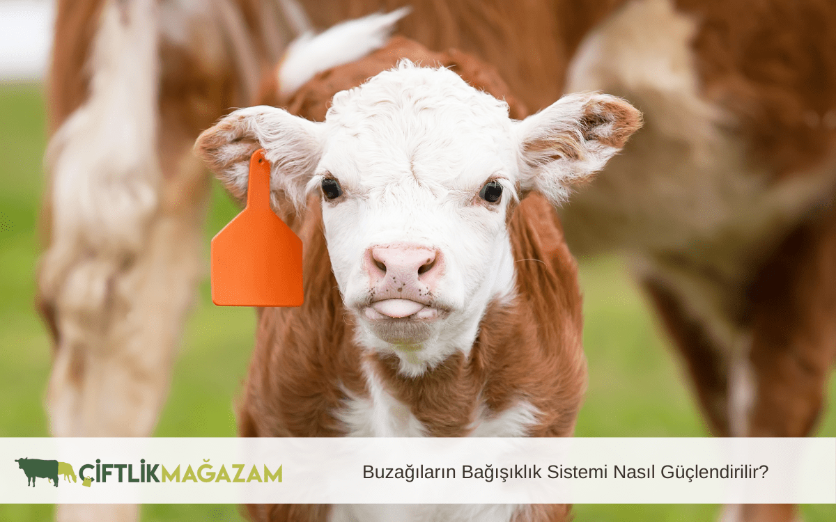 buzağıların bağışıklık sistemi