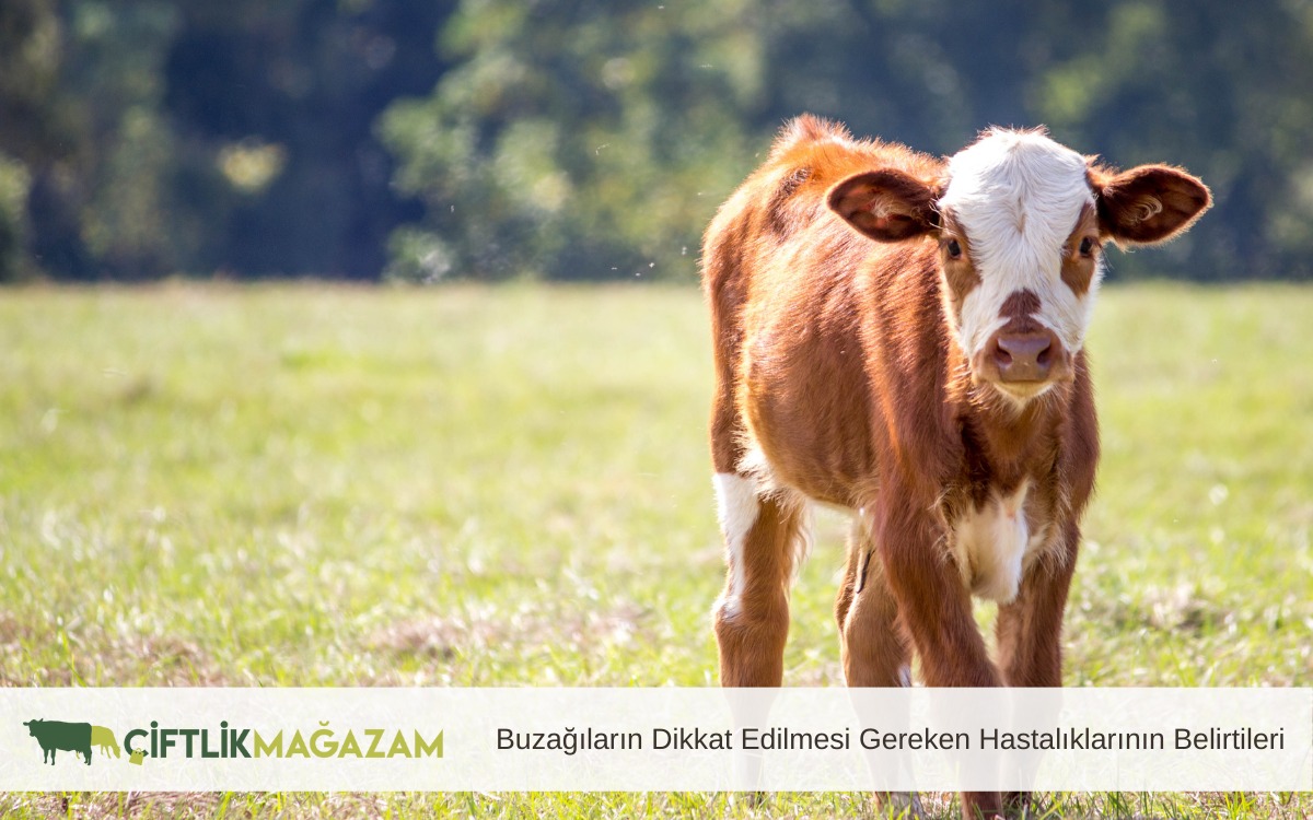 buzağılar