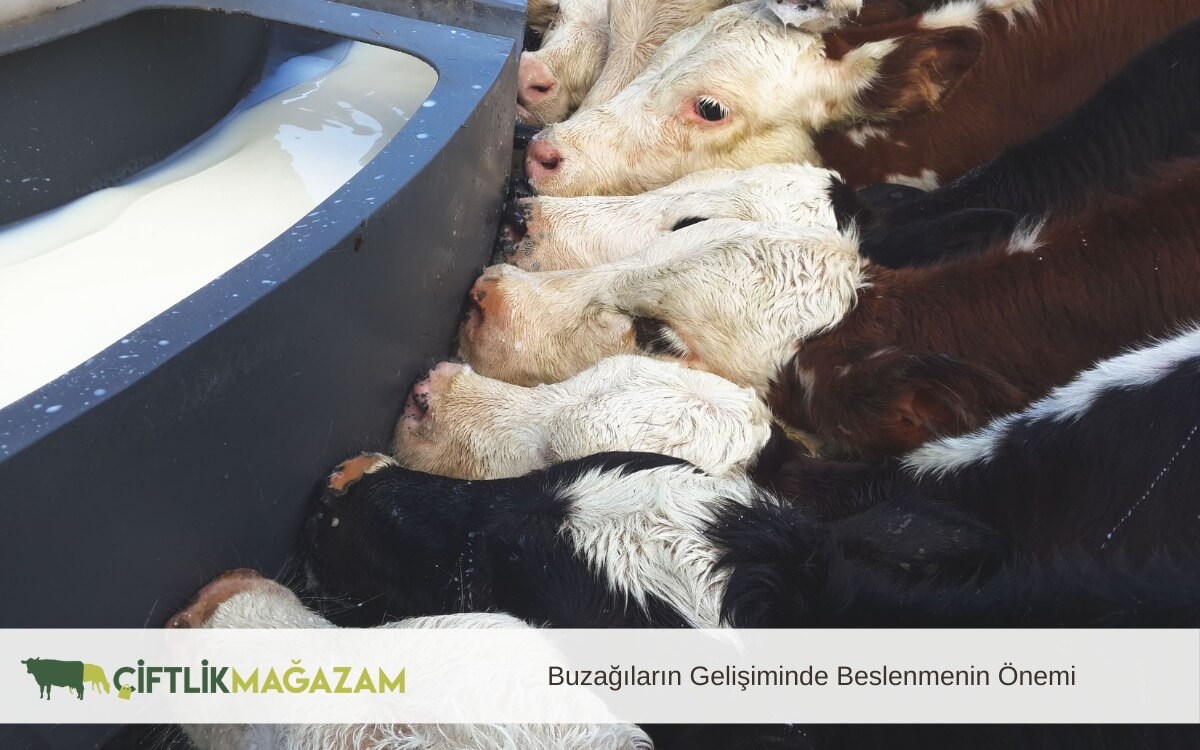 buzağı gelişiminde beslenme