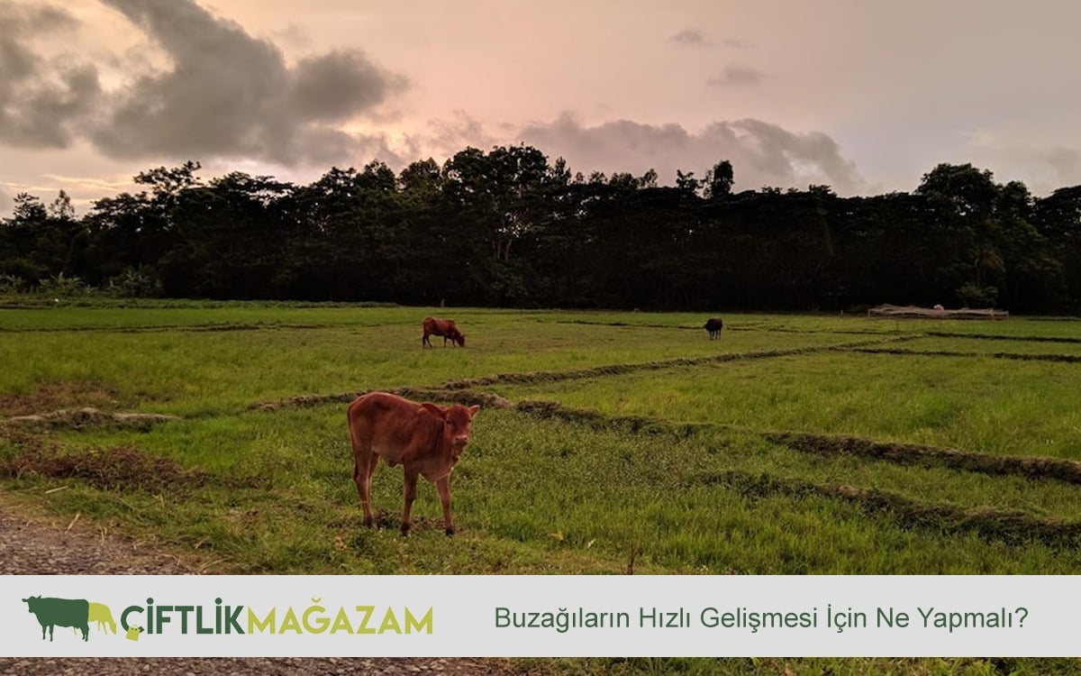 Buzağıların Hızlı Gelişmesi İçin Ne Yapmalı